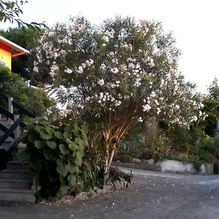 Casa Gwendoline - Albergue / Hostel / Al - Caminho Da Costa 维拉·诺瓦·达·塞尔维尔 外观 照片